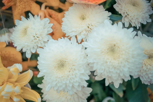 Flower white color — Stock Photo, Image