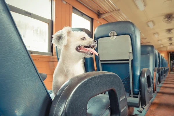 Собака на поезде — стоковое фото