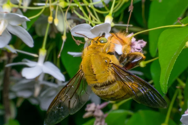 Makro des Insekts Biene (Hummel) — Stockfoto