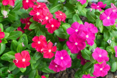 Çiçek pembe turuncu mor renk