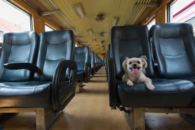 Tren köpek