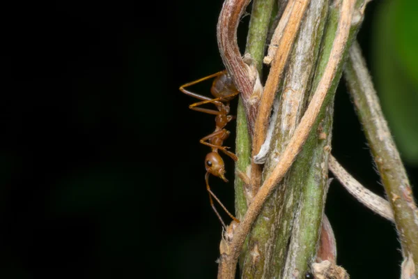 Macro de hormiga roja — Foto de Stock