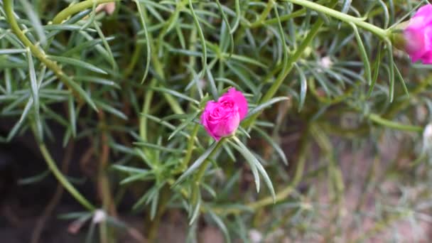 Floração cor-de-rosa flor de musgo, Timelapse — Vídeo de Stock