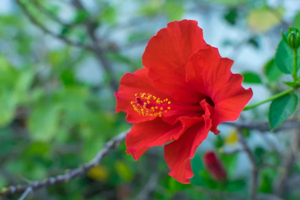 Rose chinoise Fleur rouge couleur — Photo