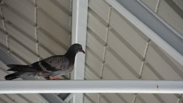 Vogel Pigeon onder dak — Stockvideo