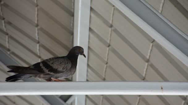 Vogel Pigeon onder dak — Stockvideo