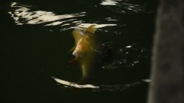 죽어가는 물고기 부상 — 비디오