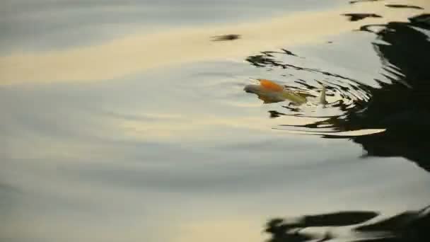 Травми риба вмирає — стокове відео