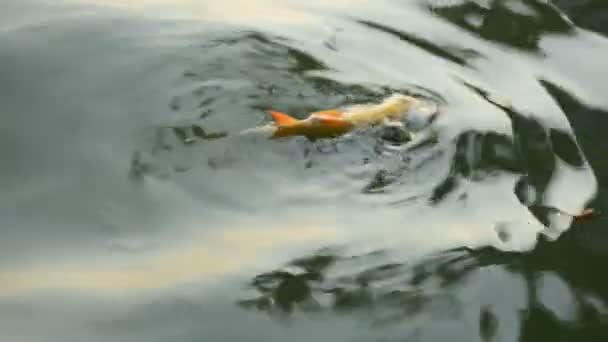 Lesões de peixes a morrer — Vídeo de Stock