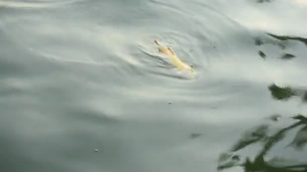死鱼损伤 — 图库视频影像