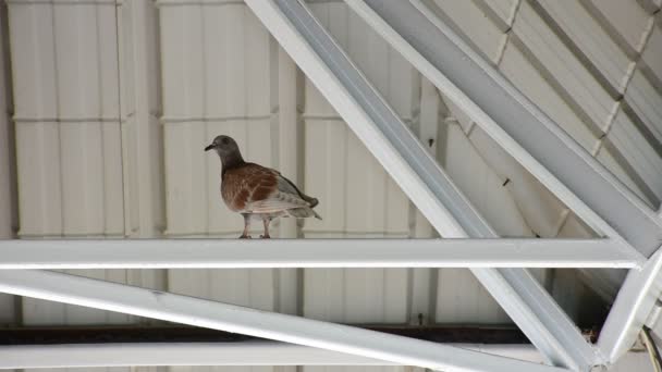 Pták holub pod střechou — Stock video