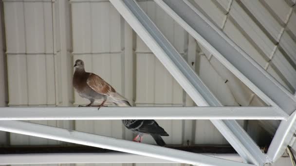 지붕 아래 새 비둘기 — 비디오