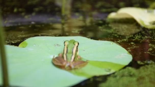 Rana (rana verde) en una hoja de loto — Vídeos de Stock