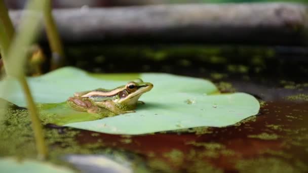 Frog (groene kikker) op een blad van lotus — Stockvideo