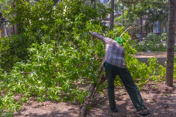 Picar el árbol — Foto de Stock