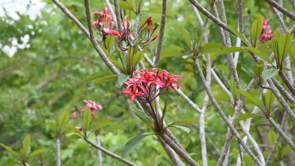 Όμορφο Plumeria λουλούδι κόκκινο χρώμα — Αρχείο Βίντεο