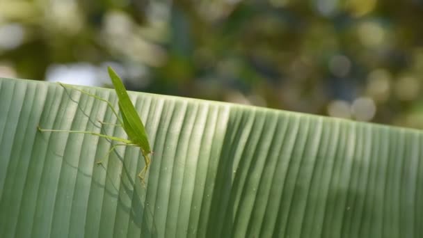 Grasshopper on banana leaf — Stock Video