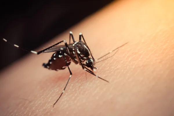 Macro de mosquito chupando sangre — Foto de Stock