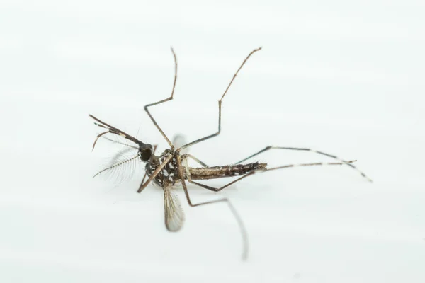 Macro de mosquito (Aedes aegypti), aislado sobre fondo blanco — Foto de Stock