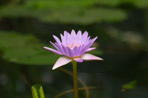 Flor de lótus cor roxa — Fotografia de Stock