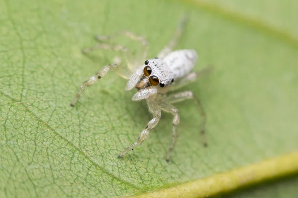 Makro des Spinneninsektenfokus im Auge — Stockfoto