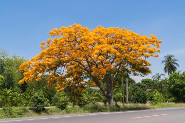 Tavus kuşu çiçek ağaç üzerinde