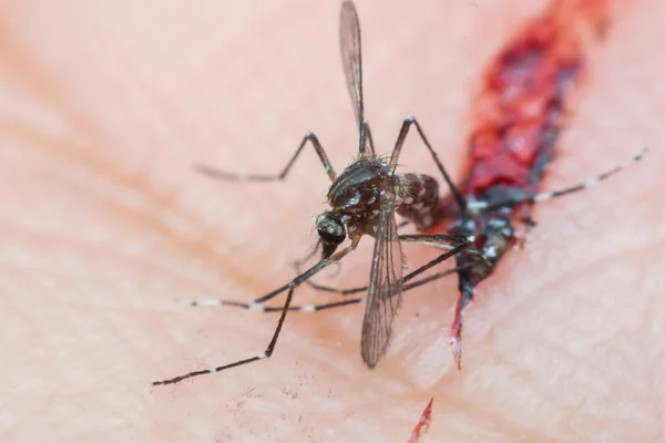 Makro ssania krwi komara — Zdjęcie stockowe