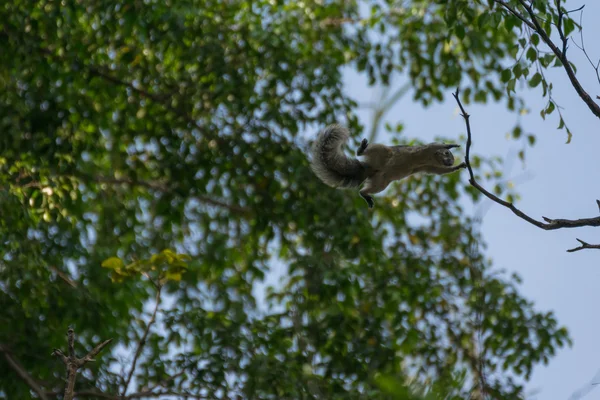 Salto de esquilo entre árvore — Fotografia de Stock