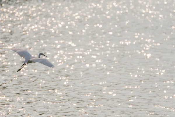 Oiseau (aigrette ou héron) ) — Photo