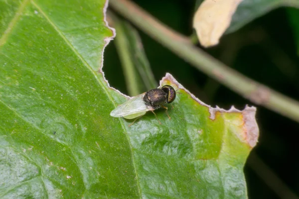 Macro de mise au point des insectes à l'œil — Photo