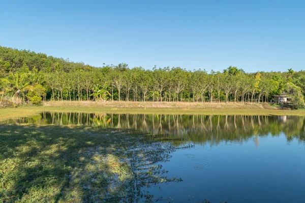 Árbol de caucho látex natural con estanque —  Fotos de Stock