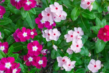 Çiçek beyaz pembe turuncu renk