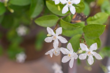 Güzel beyaz çiçek