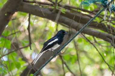 Bir ağaçta kuş (oryantal magpie robin)