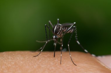 Kan emme makro sivrisinek (Aedes aegypti)