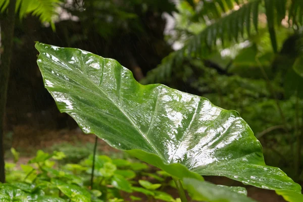 植物のグリーン ツリー — ストック写真