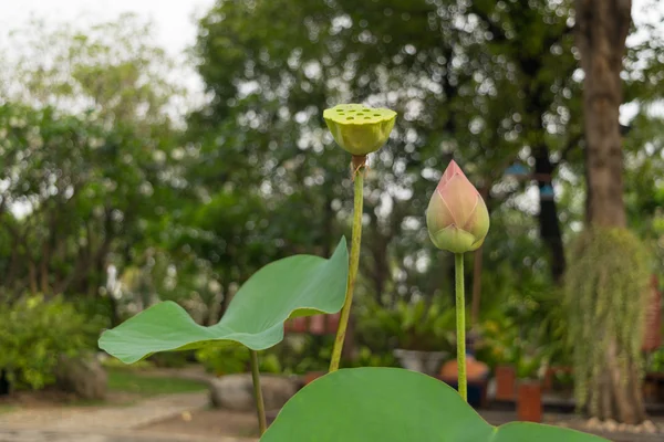 Flor de lótus cor rosa — Fotografia de Stock