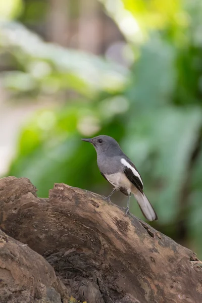 Pták (Pied Fantail) na stromě — Stock fotografie