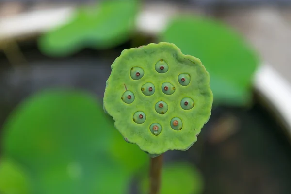 Lotus fleur graines couleur verte — Photo