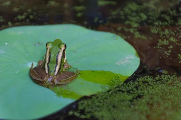 Frog (Green Frog) on a lotus leaf