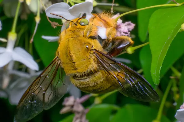 Makro des Insekts Biene (Hummel) — Stockfoto