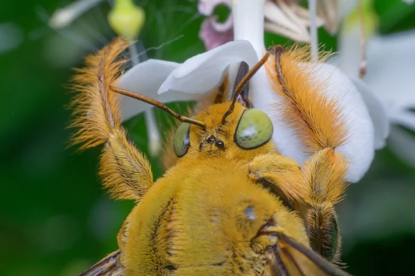 Makro av Bee (humla) insekt — Stockfoto