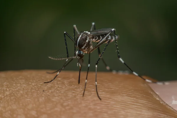 Kan emme makro sivrisinek (Aedes aegypti)