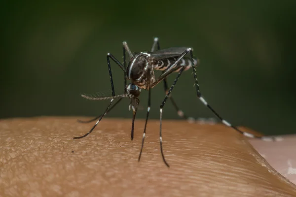 Macro nyamuk (Aedes aegypti) mengisap darah — Stok Foto