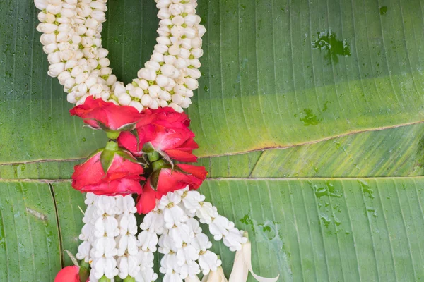 Garland flor de jazmín — Foto de Stock