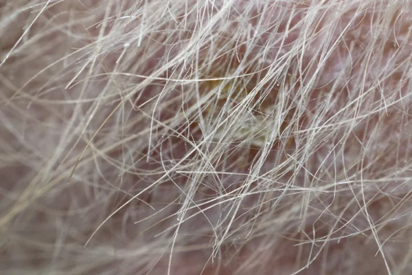 Macro di pelo di cane e pelle di dermatite — Foto Stock