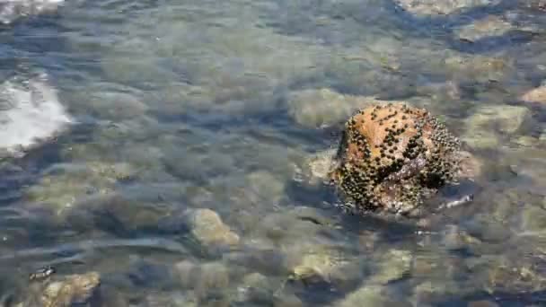 Пляж и тропическое море — стоковое видео