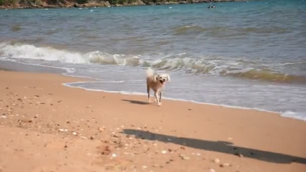 Mulher segurar o cão na praia — Vídeo de Stock