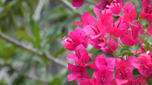 Krásné papírové květiny (Bougainvillea) červená barva — Stock video