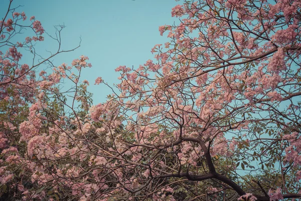花 (ピンク トランペット ツリー) — ストック写真